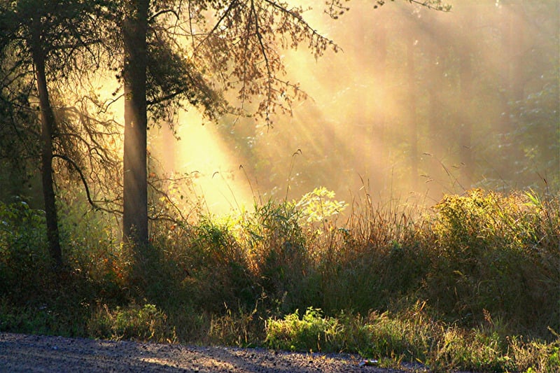 Poem illustration: nature roadside